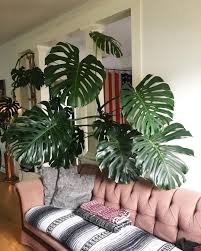 2 596 Likes 39 Comments Dabito Dabito On Instagram Boyswithplants