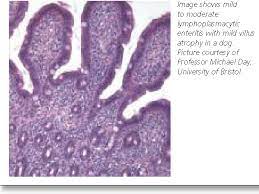 Pdf Inflammatory Bowel Disease In Dogs And Cats Semantic Scholar