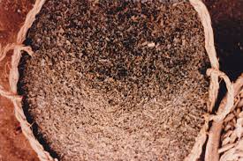 Image result for Ceratotheca