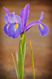 Joshjenkins Ca Iris Flowers Flowers Perennials Beautiful Flowers