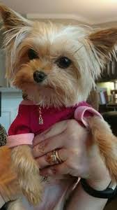 Pin By Mimis Amorlove On Love Dogs Yorkshire Terrier Puppies Yorkshire Terrier Terrier Puppies