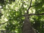 Image result for Antrocaryon nannanii