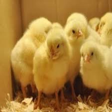 Yellow Newborn Baby Chicken Cobb 430 Y Packaging Type Box 48 Gram Rs 41 Piece Id 12649324548