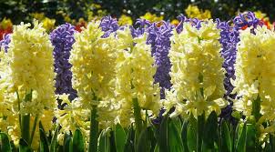 Pin By Kristine On Plants Hyacinths Beautiful Flowers Planting Flowers Flowers