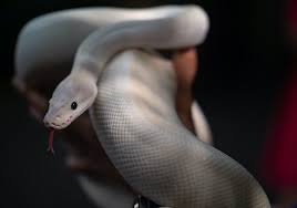 © mike wilbanks 1 out of 8. Blue Eyed Leucistic Ball Python Bel Morph Care Sheet Everything Reptiles