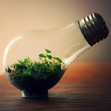 Dormdesign Light Bulb Terrarium Garden Bulbs Mini Garden