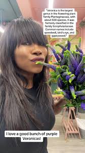 Veronica Antunez Flowers Video