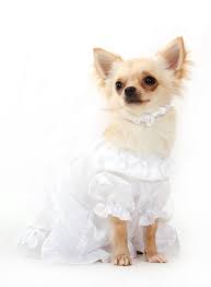 Weitere ideen zu hochzeitskleid, hochzeit, hochzeitskleid bunt. Up Hope Hochzeitskleid Hochzeit Festmode Kleidung Chi Co Shop Fur Hundemode Accessoires