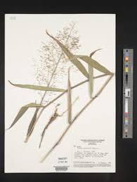 Image result for Isachne kiyalaensis