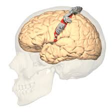 Human v1 is located on the medial side of the occipital lobe within the calcarine sulcus; Somatosensory Cortex Function Position Anatomy Physiology