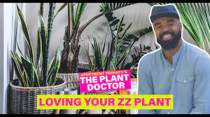 Loving Your Zz Plant The Plant Doctor Apartment Therapy Youtube Zz Plant Plant Therapy Plants