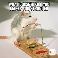 40 Funny Animal Memes Reader S Digest
