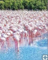 Migración animal — son muchos los animales que realizan migraciones, es decir, desplazamientos periódicos de un hábitat a otro. 22 Ideas De Migracion De Animales Animales Fotos Naturaleza