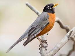 Nico robin, also known by her epithet devil child and the light of the revolution, is the archaeologist of the straw hat pirates. American Robin Identification All About Birds Cornell Lab Of Ornithology