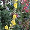 Yellow flowers brighten any landscape, even on a cloudy day. 1