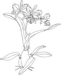 Cattleya Maxima Or Christmas Orchid Coloring Page Flower Sketches Orchids Coloring Pages