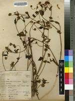 Image result for Aspilia africana