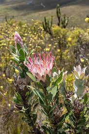 Proteas At Laughing Waters Fynbos Farm In South Africa By Soonafternoon Fynbos Trees To Plant Protea Flower