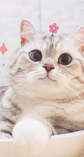 67 Trendy Ideas Wallpaper Tumblr Cat Kitty Kitten Wallpaper Cute Cat Wallpaper Kittens Cutest