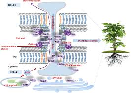 Dynamic Regulation Of Plasmodesmatal Permeability And Its Application To Horticultural Research Horticulture Research