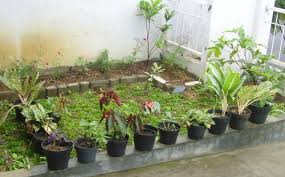 Berbagai jenis tanaman yang anda tanam di halaman rumah, selain bermanfaat menyediakan oksigen untuk keluarga anda, disisi lain juga bisa menambah daya tarik dan juga keindahan. Cara Menata Pot Bunga Di Teras Rumah Info Terkait Rumah