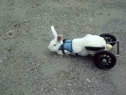 Albert The Paralyzed Rabbit Walks In An Eddie S Wheels Cart Youtube Pet Rabbit Pets Rabbit Run