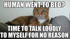 Meme About How Cats Meow Loudly Once Human Goes To Bed Cute Cat Memes Funny Animal Pictures Funny Animals