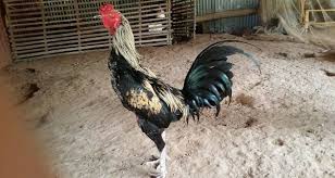 Warna bulu pada ayam bangkok, juga menjadi salah satu keunggulan dari ayam tersebut. Jenis Ayam Petarung Unggul Gembala