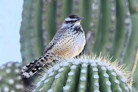 Cactus warren cactus wren (campylorhynchus brunneicapillus) is a species of wren that is confined to the southwestern united states as well as many species of cholla cacti have sharp spines in their liking, as the wood interior of the cholla cacti is strong enough to support the birds and its large nests. Arizona State Bird Cactus Wren Cactus Wren State Birds Bird