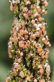 Image result for Panicum margaritiferum
