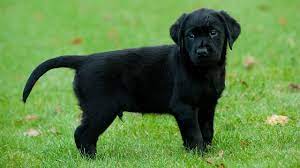 Golden retriever labrador black puppies. Gismo The Guide Dog Puppy Playing Sponsor A Puppy Guide Dogs Youtube