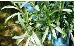 Image result for Sesamum parviflorum