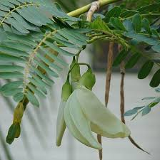 Image result for Sesbania