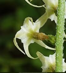 Image result for Heliotropium zeylanicum