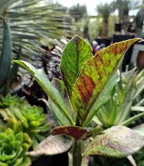 Image result for Synadenium grantii