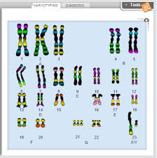The url is in the video. Karyotypes For Gizmo