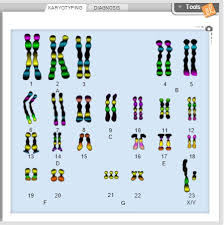 Snurfle meiosis and genetics 2 worksheet , some of the worksheets for this concept are meiosis and mitosis answers work, doc kim foglia meiosis answers pdf, biology 1 work i selected answers, meiosis virtual lab answer key, snurfle meiosis answer. Karyotypes For Gizmo