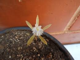 Image result for Nervilia crociformis