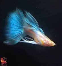 Guppies Online In Kozhikode Kozhikode Fish Aquariums Infomagic Guppy Fish Guppy Tropical Fish Aquarium