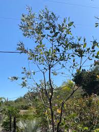 Image result for Eucalyptus sp.