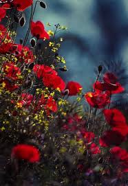 Azzurra ma spesso anche blu, l'ortensia è un fiore molto noto e apprezzato. Papaveri Papaveri Immagini Di Fiori Fiori Selvatici
