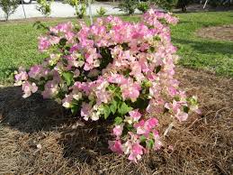 Imperial Thai Delight Bougainvillea Trellis Google Search Plants Bougainvillea Bougainvillea Trellis