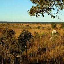 Image result for Cryptosepalum maraviense