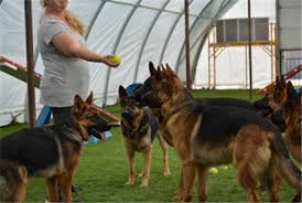 Click here to vist park center kennels! American Kennel Club Vintar German Shepherds Arizona
