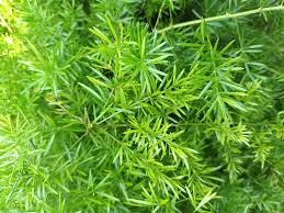 Image result for Asparagus falcatus