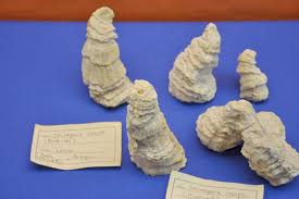 Image result for Sauvagesia