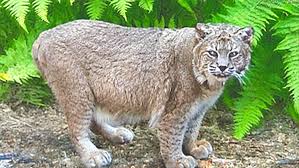 Image result for tbn:XlKqJDikDsTDFM::i132.photobucket.com/albums/q36/queen-elarab/cats/22.jpg