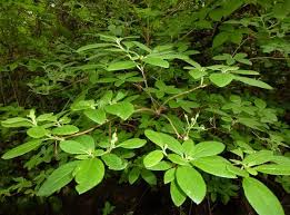 Image result for Alantsilodendron pilosum