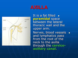 The prerequisite for the formation of a branch is the initiation of an axillary meristem. Ppt Axilla Powerpoint Presentation Free Download Id 5414499