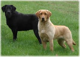 What makes them extra special is the dilute gene, which turns their chocolate fur into a pale silvery gray. Weimaraner Lab Mix Puppies Picture Dog Breeders Guide